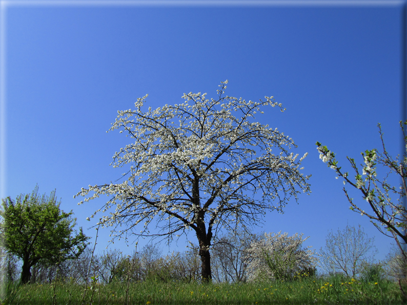 foto Paesaggi Collinari in Primavera